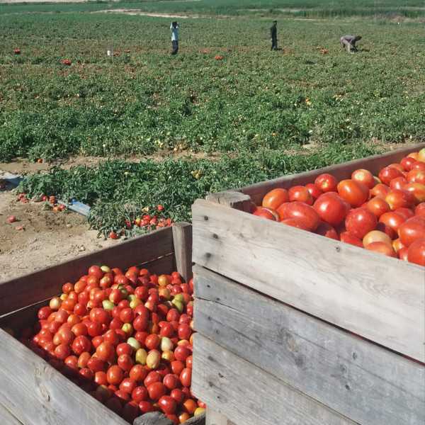 Sugar-Free Fried Tomato Sugar-Free Fried Tomato