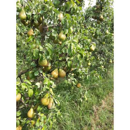 Apple and pear organic compote 2
